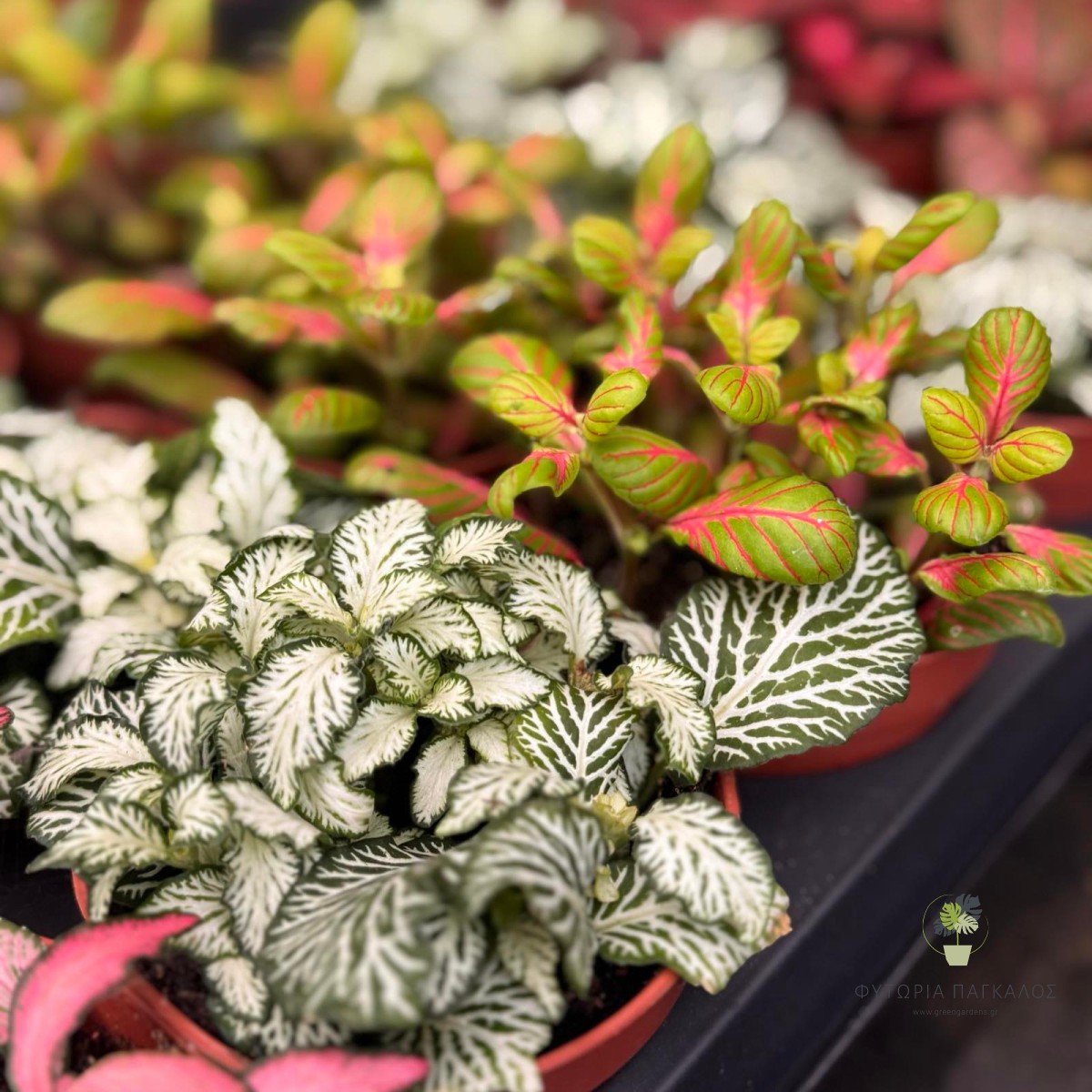 Φυτώνια (Fittonia spp.) - 3